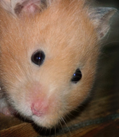 The sweetest little Gourmand Ham that ever was.