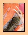 Seafood Dishes
